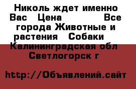 Николь ждет именно Вас › Цена ­ 25 000 - Все города Животные и растения » Собаки   . Калининградская обл.,Светлогорск г.